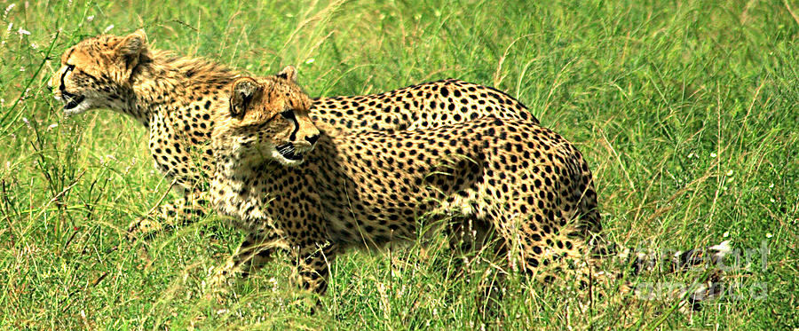 Wildlife Photograph - Cheetahs running by Deborah Benbrook