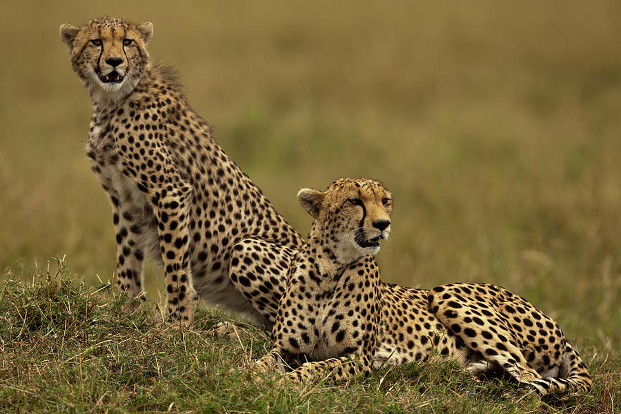 Cheetahs Scanning The Plains Photograph by Manoj Shah