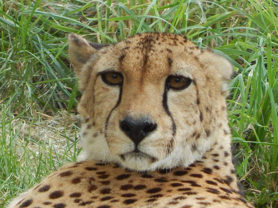 Cheetah Photograph - Cheeto the cheetah by Tony Gustina