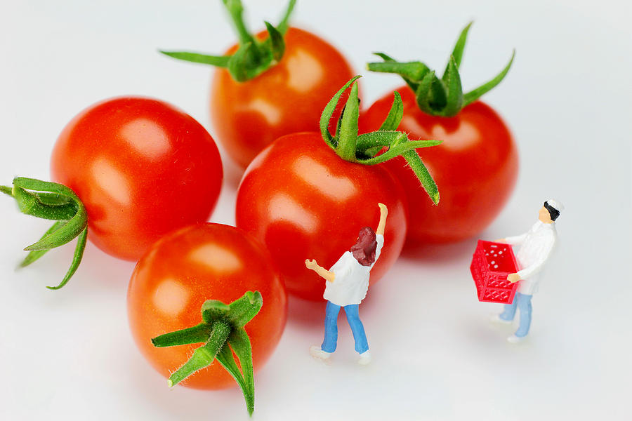 Chefs and cherry tomatoes little people on food Photograph by Paul Ge