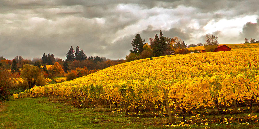 Chehalem Vineyards I Photograph by Marvin Mast