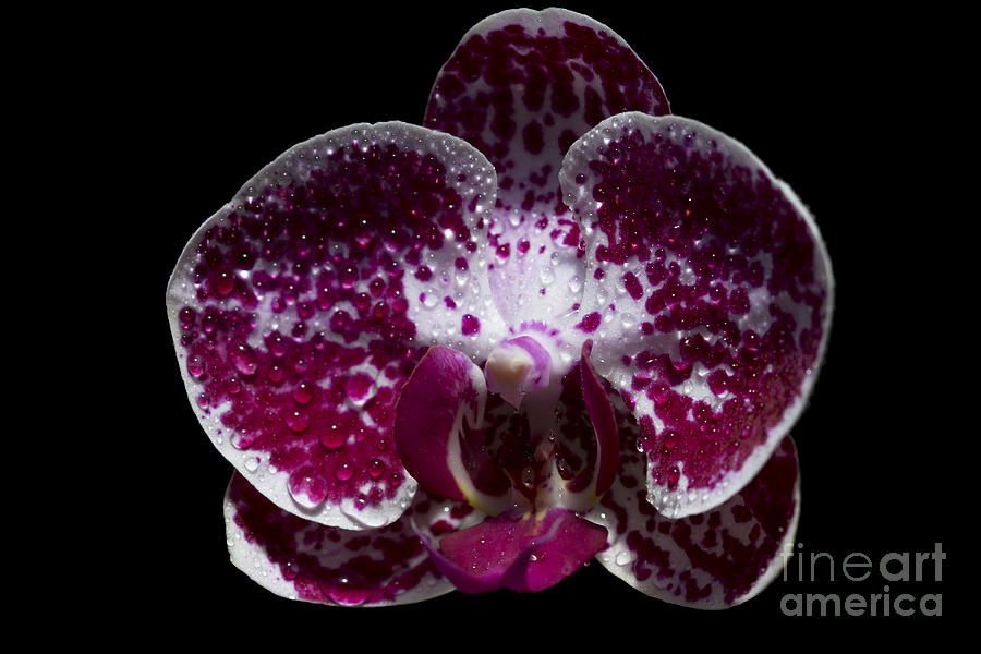 Chein Xen Pearl Ming Ho Orchid Photograph by Meg Rousher