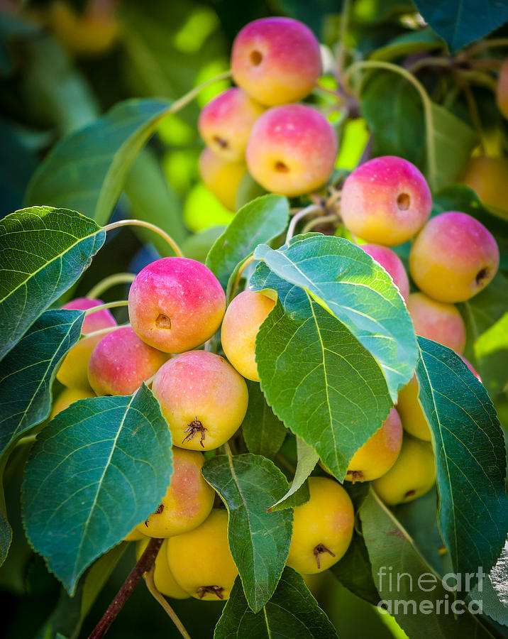 Apple Photograph - Chelan Apples by Inge Johnsson