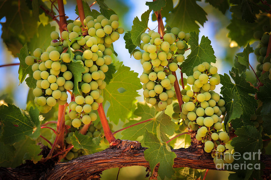 Chelan Grapevines Photograph