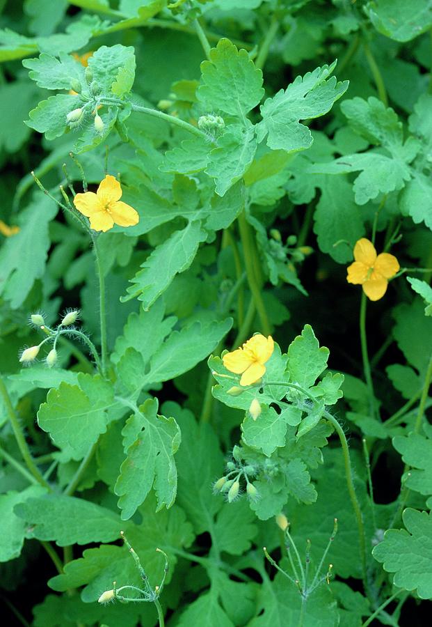 Chelidonium Majus. by Anthony Cooper/science Photo Library