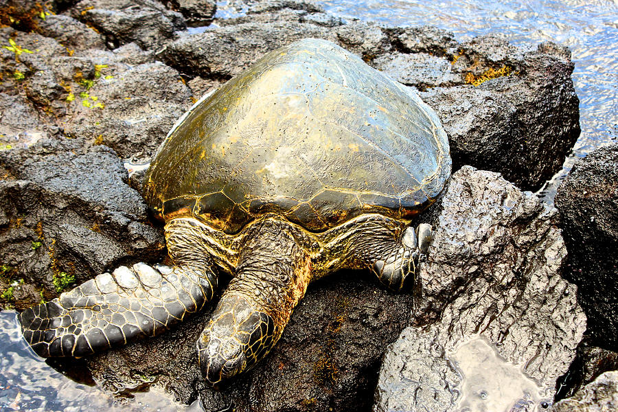 Hawaiian Green Sea Turtle Photograph by Venetia Featherstone-Witty