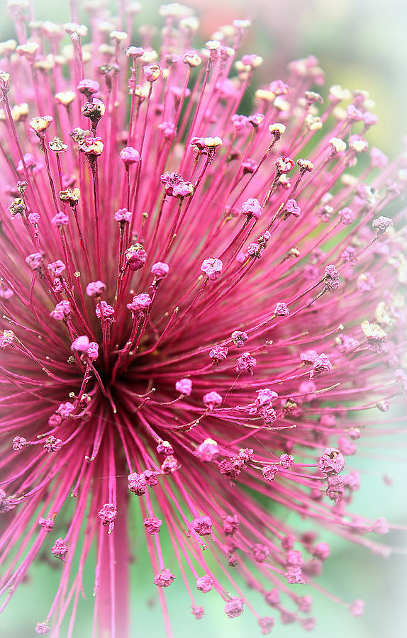 Flower Photograph - Cherish by The Art Of Marilyn Ridoutt-Greene
