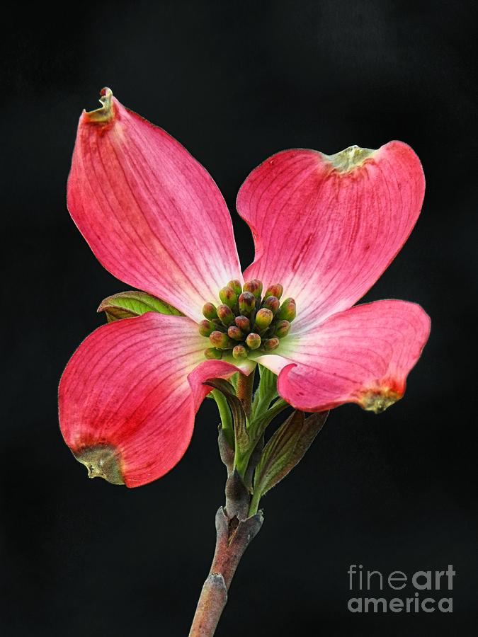 Cherokee Chief Dogwood Bloom Photograph by Sharon Woerner