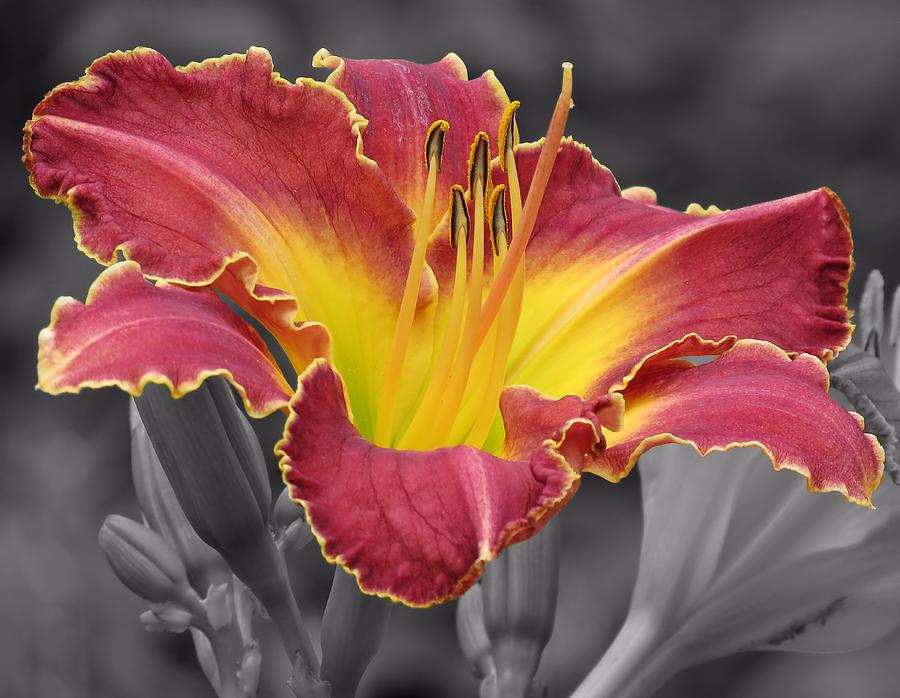 Lily Photograph - Cherokee Heritage Daylily Color by MTBobbins Photography