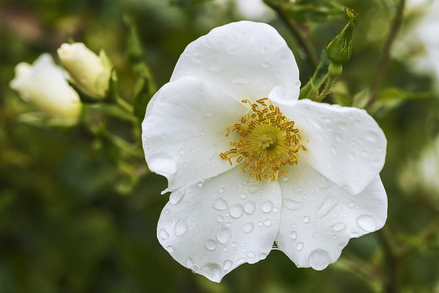 Cherokee rose with rain drops Photograph by Vishwanath Bhat