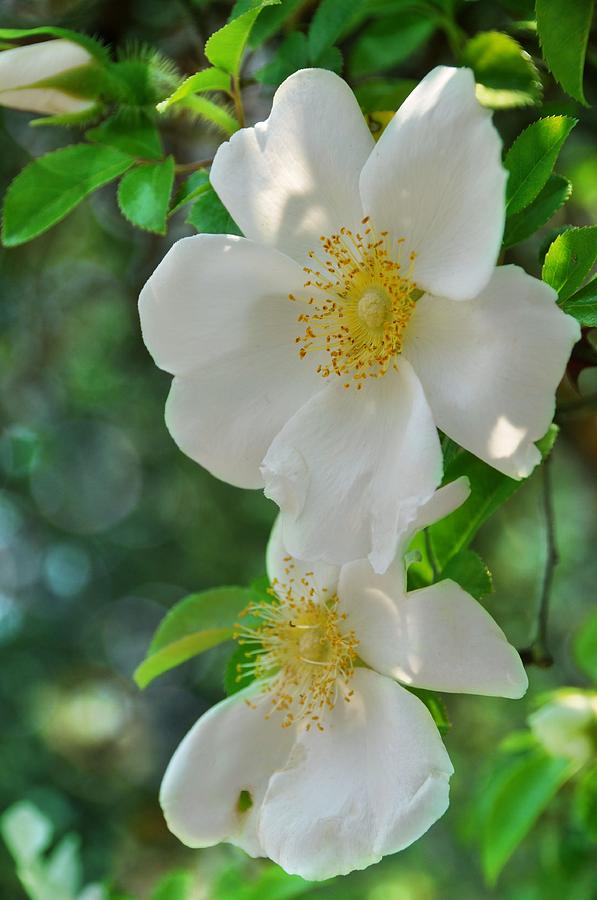 Cherokee Roses Photograph by Jan Amiss Photography