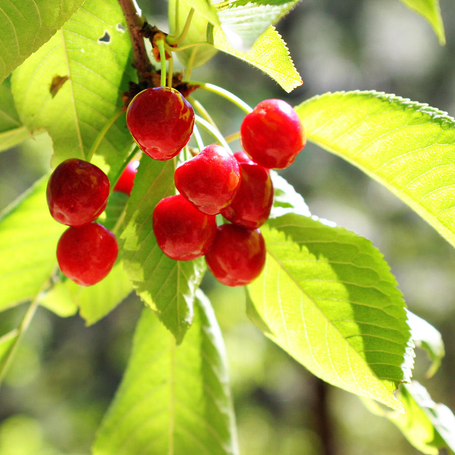 Cherries 02 Photograph by Julie Kalua | Pixels