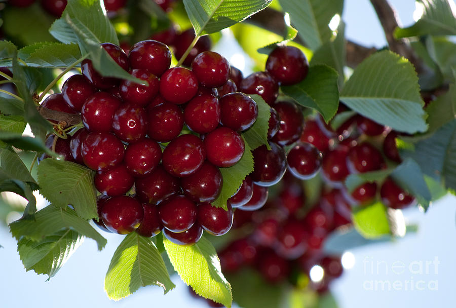 Cherries Photograph by Gwyn Newcombe