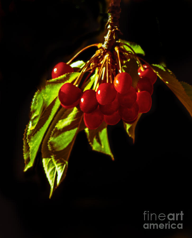 Cherries Photograph by Robert Bales