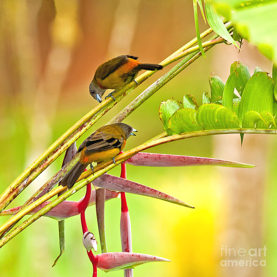 Cherries Tanagers Photograph by Jean-Luc Baron