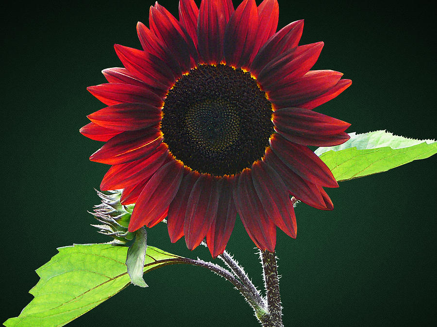 Cherry and Chocolate Sunflower Photograph by Susan Savad