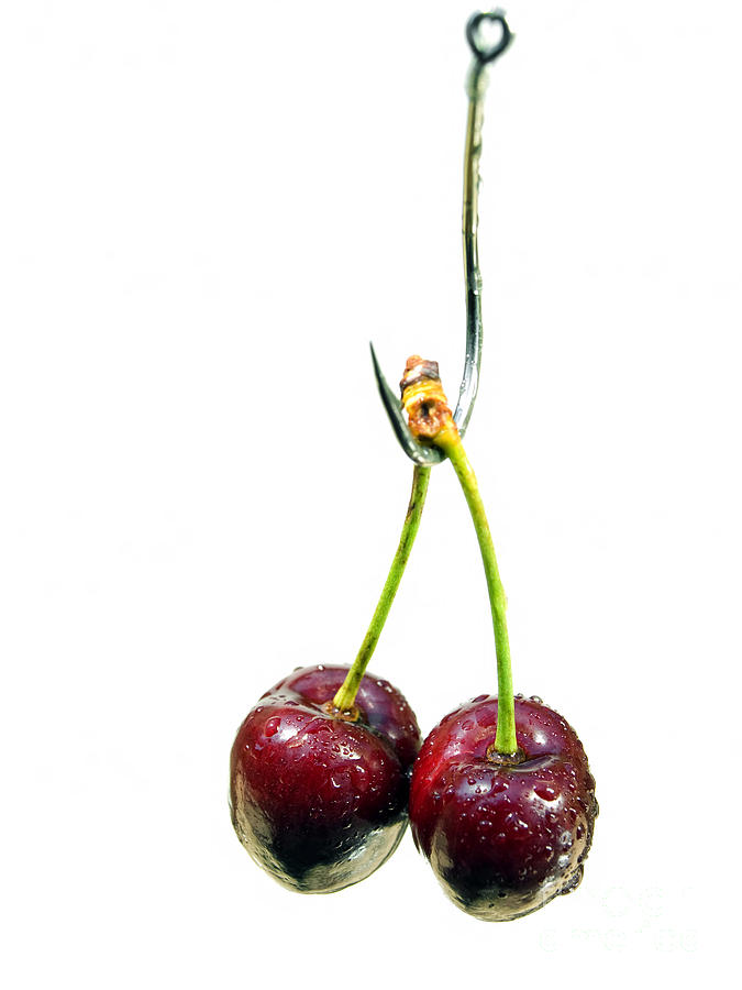 Fruit Photograph - Cherry bait by Sinisa Botas