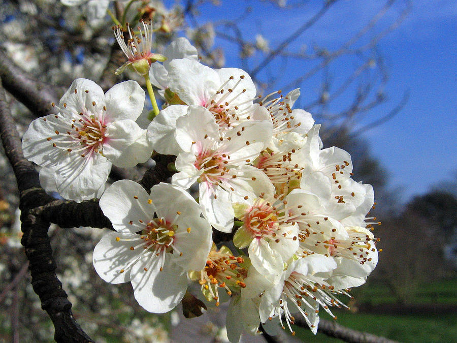 Cherry Blossom 1 Photograph by Helene U Taylor