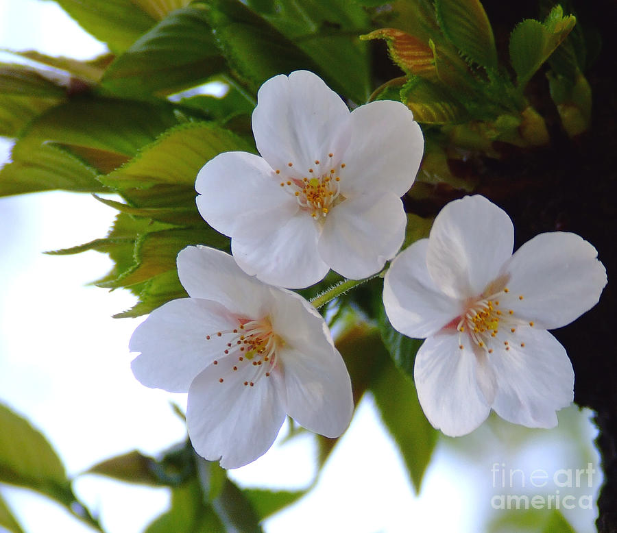 Tree Photograph - Cherry Blossom 2 by Andrea Anderegg