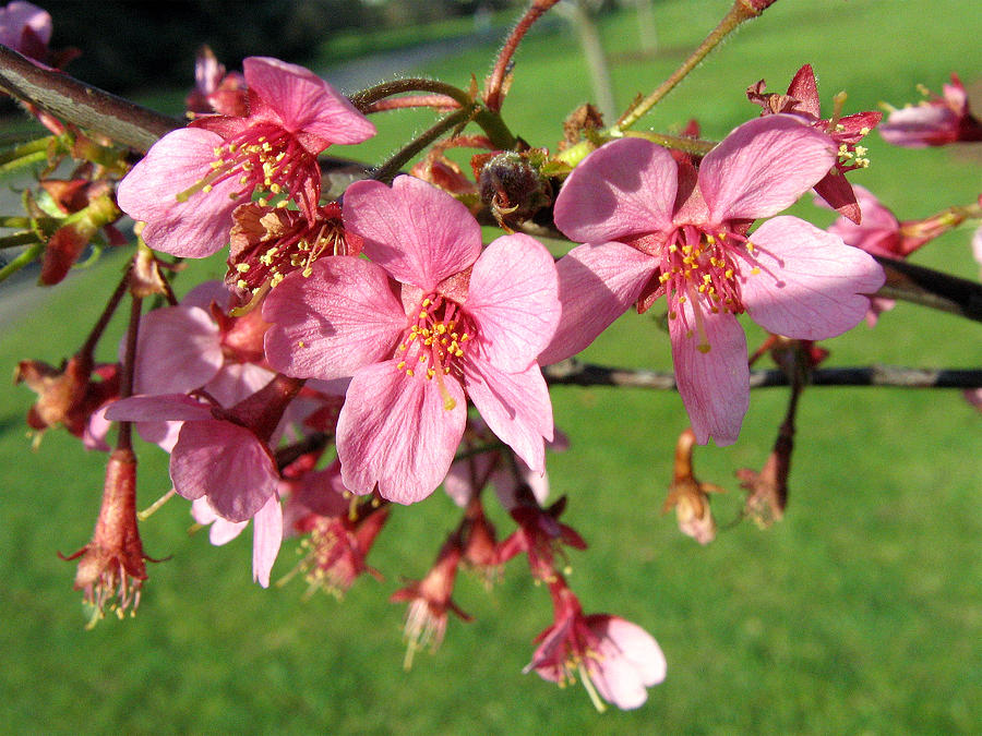 Cherry Blossom 2 Photograph by Helene U Taylor