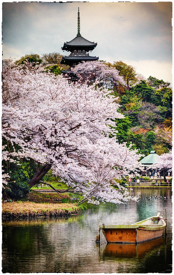 Cherry Blossom 2014 Photograph