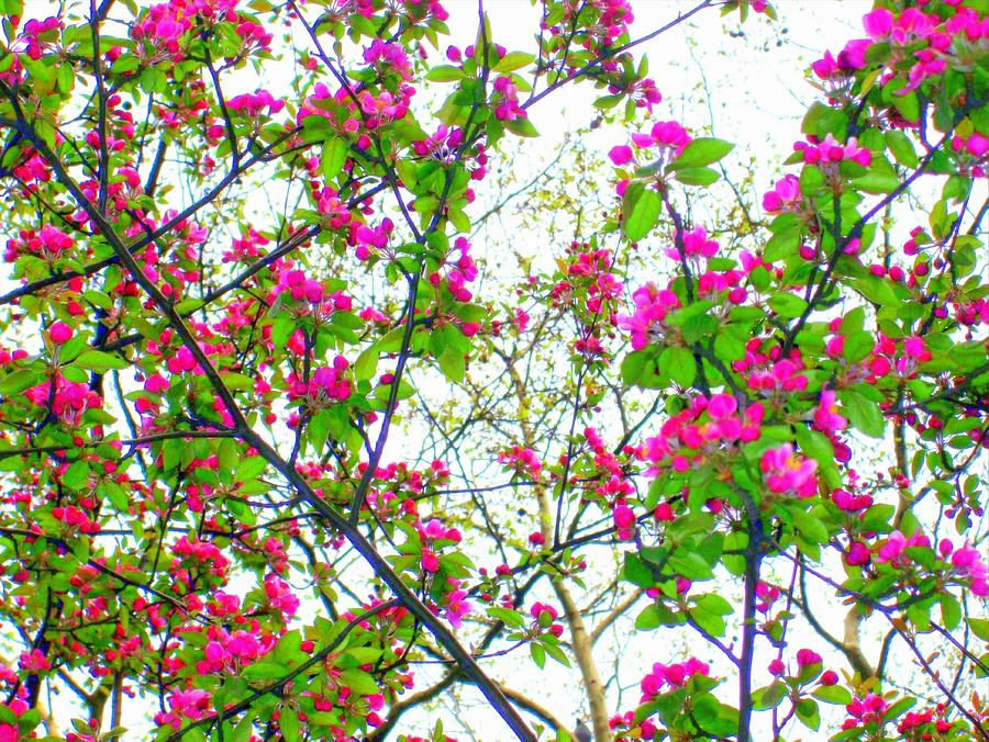 Cherry Blossom Abstract  Digital Art by Liza Dey