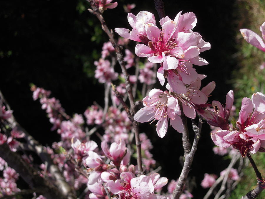 Cherry Blossom Abundance Photograph by Ankya Klay