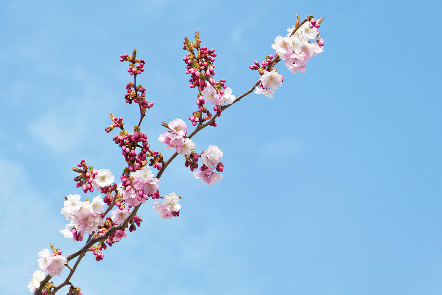 Cherry Blossom And Blue Sky Photograph by Brittak