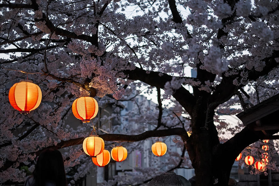 Cherry blossom and lantern Photograph by Arief Juwono