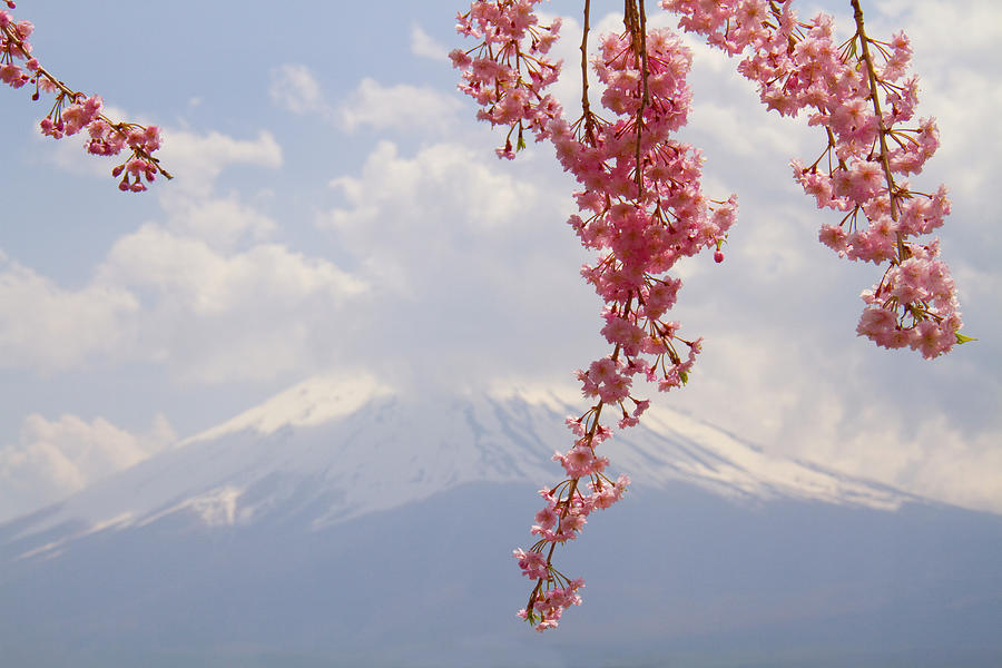 Cherry Blossom And Mt Fuji, Spring In Photograph by Daisuke Morita