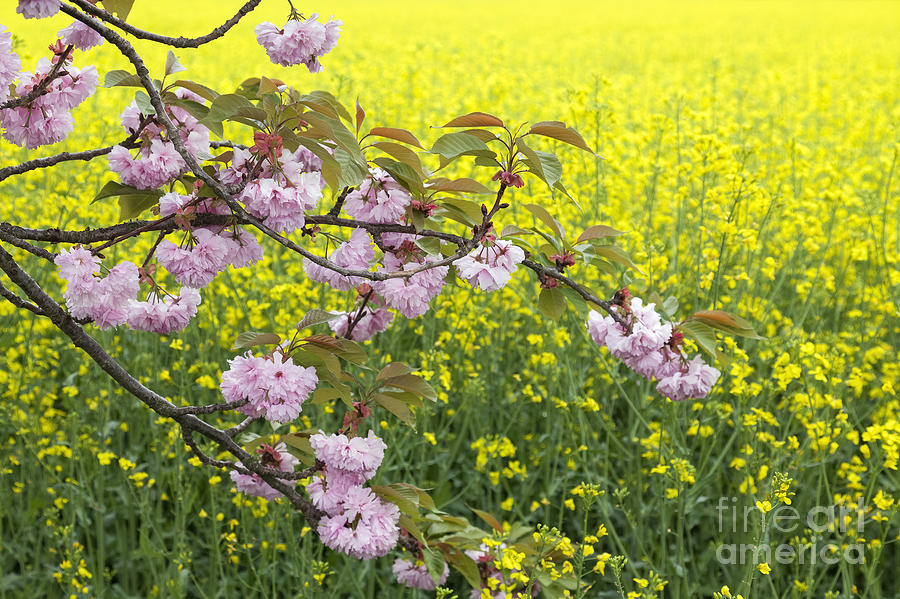 Cherry Blossom And Rapeseed Photograph