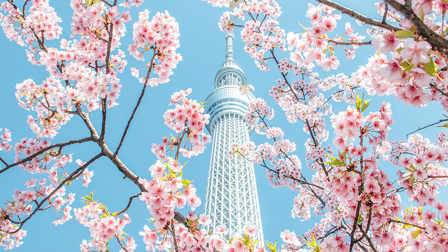 Cherry blossom and skytree, tokyo, japan Photograph by Falcon0125