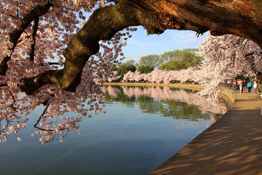 Cherry Blossom Arch Photograph by Anne Barkley - Fine Art America