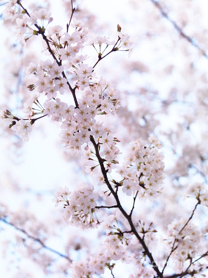 Cherry blossom artistic closeup Photograph by Maxim Images Exquisite Prints