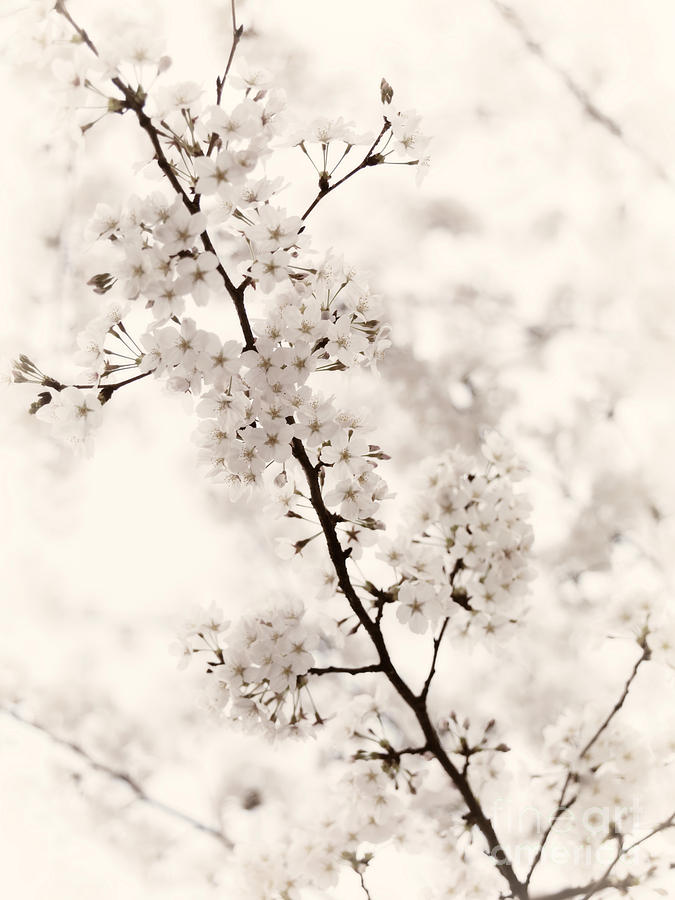Cherry blossom artistic closeup sepia toned Photograph by Maxim Images Exquisite Prints