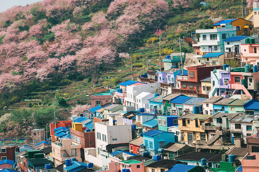 Cherry blossom at gamcheon culture village in busan , south korea Photograph by Gim Porntep