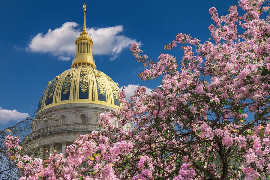 Cherry Blossom at WV Capitol Photograph by Mary Almond