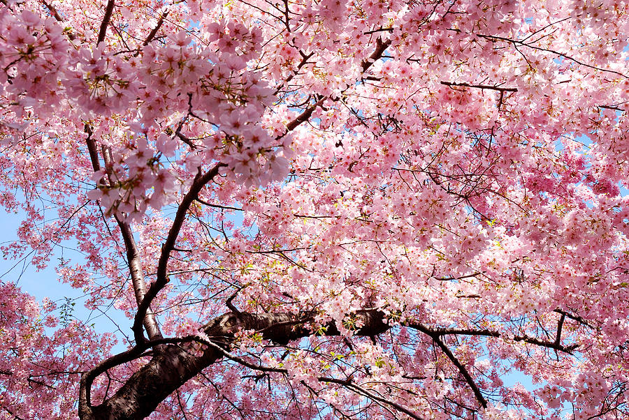 Cherry Blossom Background Photograph by Songquan Deng