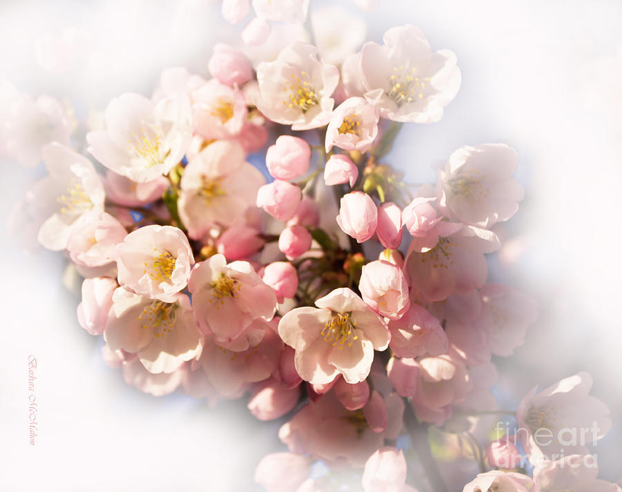 Cherry Blossom Photograph by Barbara McMahon