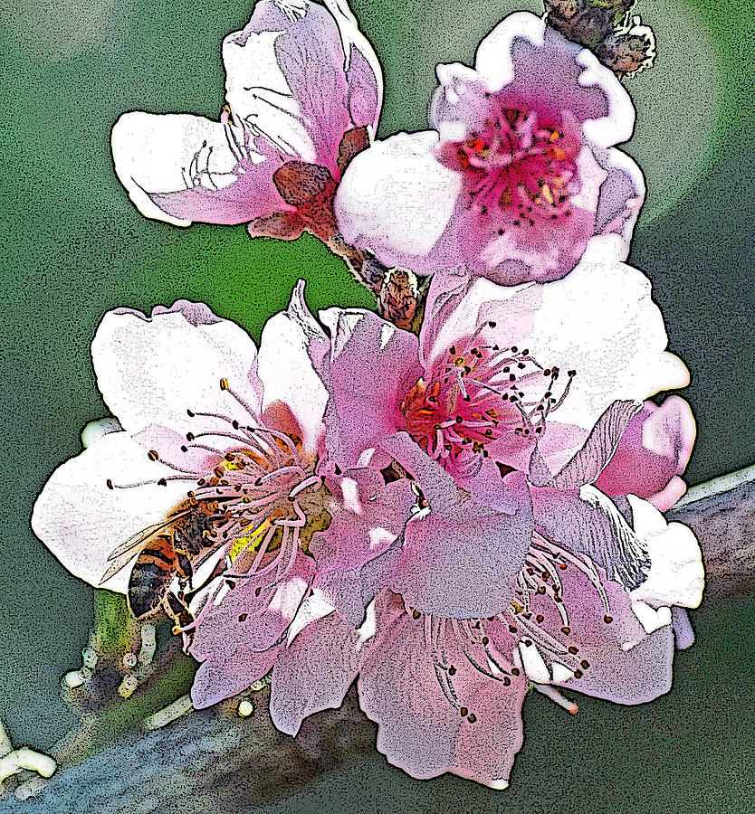 Nature Photograph - Cherry Blossom Bee by Robert Wallace