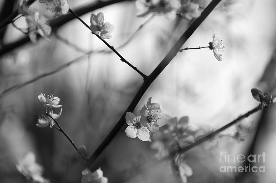 black and white cherry blossom photography