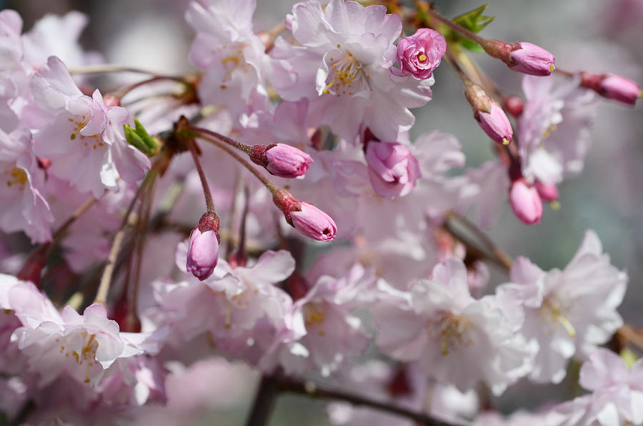 Cherry Blossom Blooms Photograph by Lisa Phillips