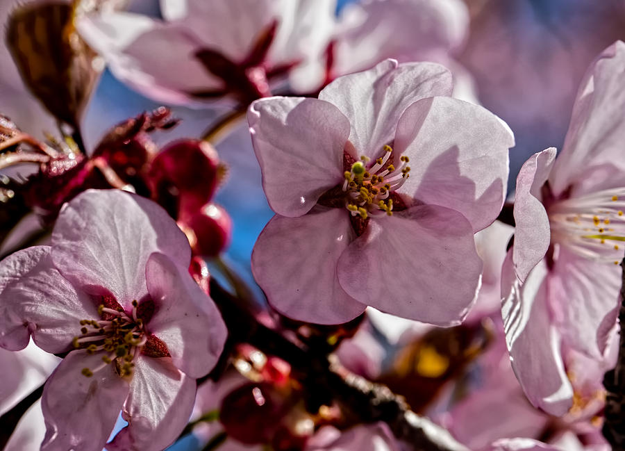 Cherry blossom by Leif Sohlman Photograph by Leif Sohlman