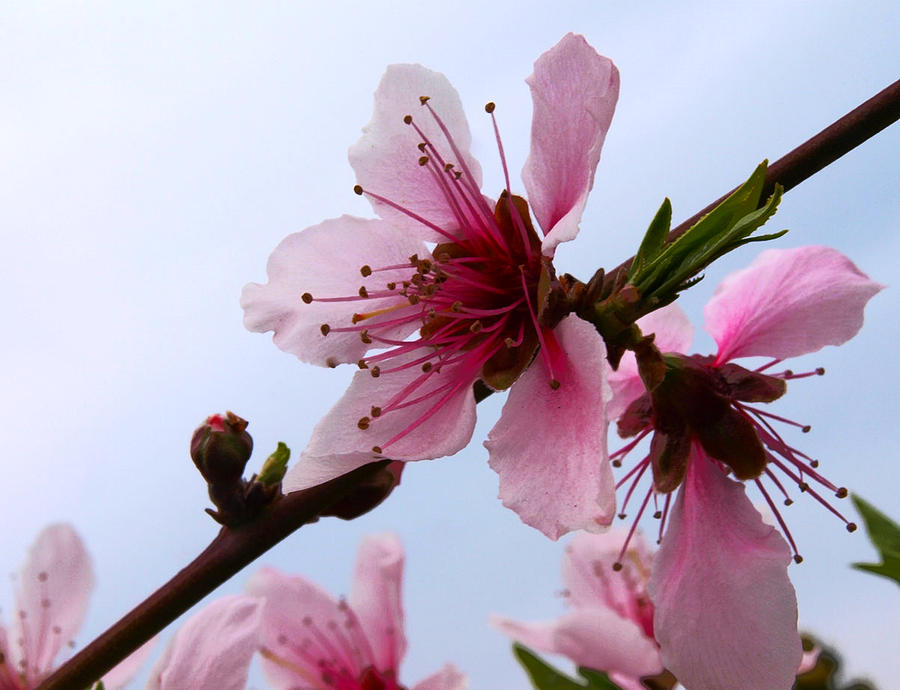 Cherry Blossom Photograph by Camille Lopez