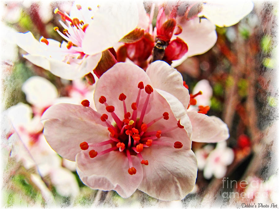 Cherry blossom  Photograph by Debbie Portwood