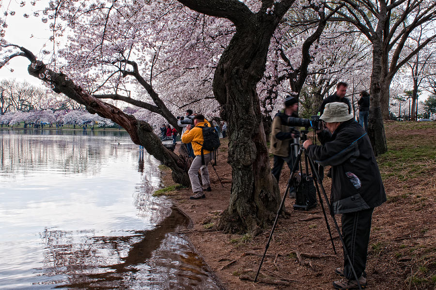 Cherry Blossom Delight Photograph by Dennis Kowalewski