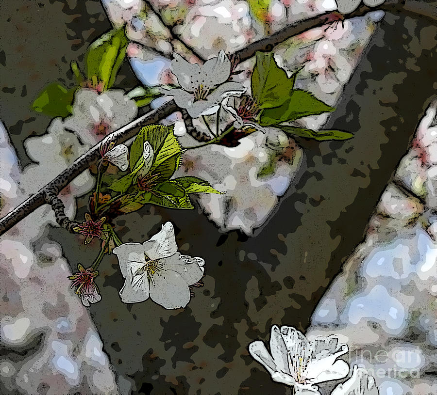 Spring Photograph - Cherry Blossom Digital by Terry Weaver