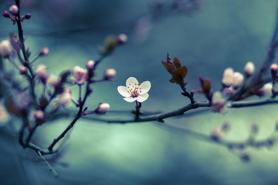 Cherry Blossom by Dm909