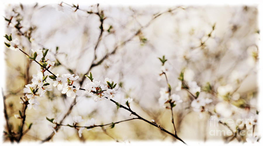 Cherry blossom Photograph by Elena Elisseeva