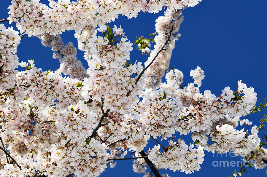 Cherry Blossom Explosion Photograph By Terry Elniski Fine Art America 